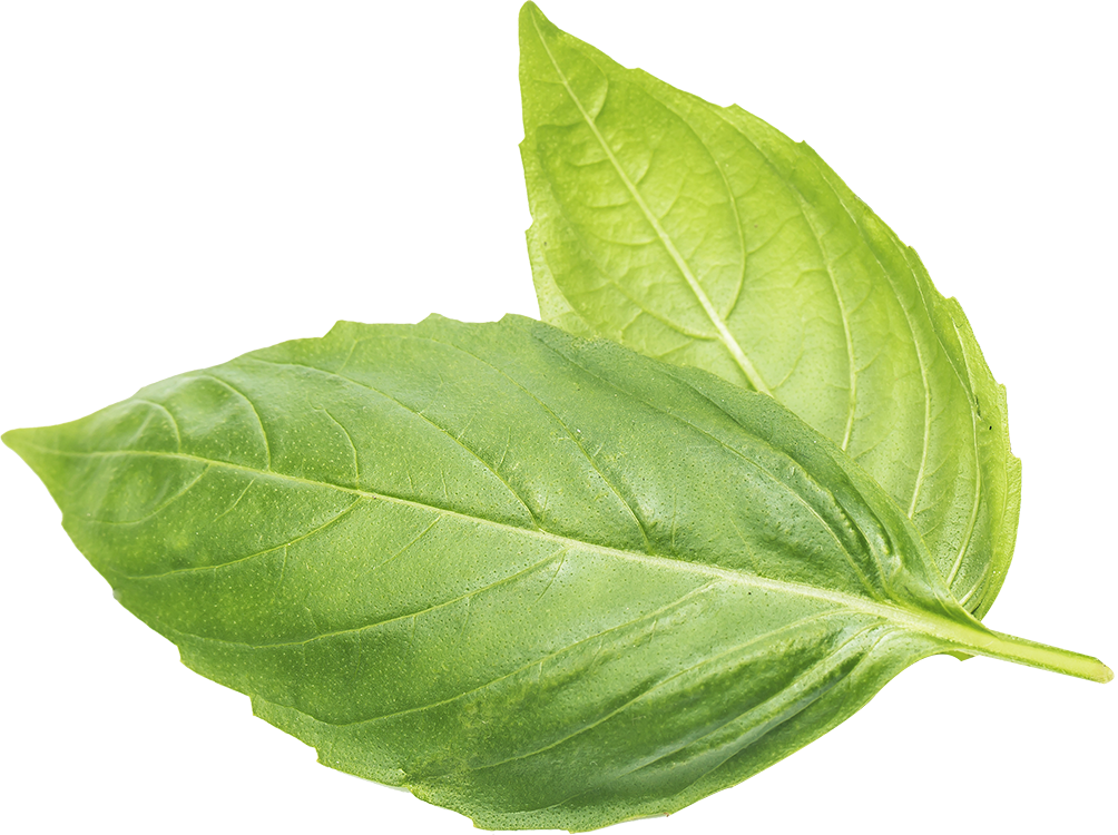 Hoja Verde